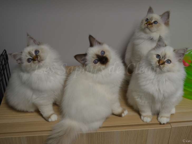 Les 4 chatons de la portée