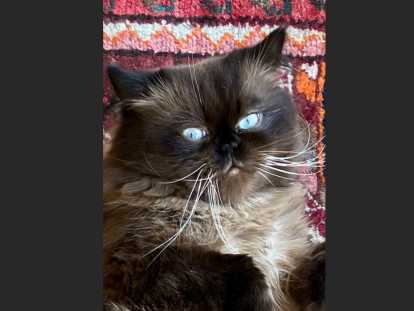 Chat Persan Himalayen pour saillie