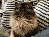 Chat Persan Himalayen pour saillie