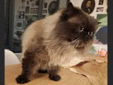 Chat Persan Himalayen pour saillie