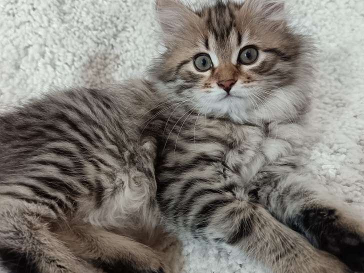 Très belles femelles Sibériennes LOOF à vendre