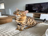 Mâle Bengal LOOF disponible pour saillie