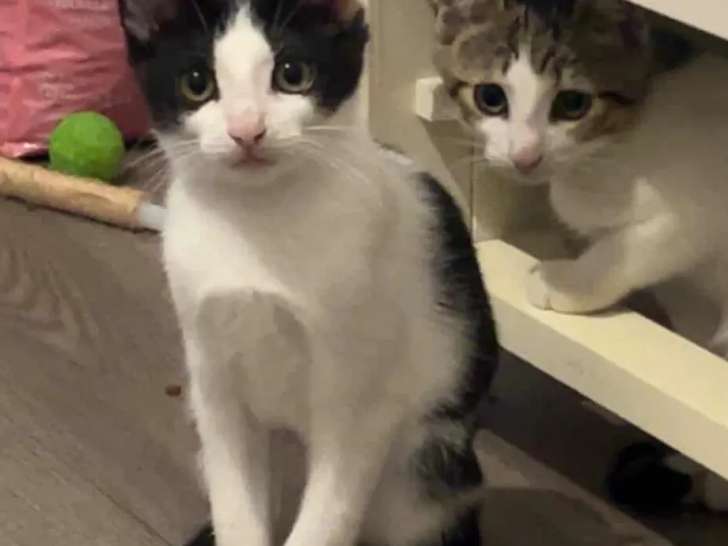 En attente d’adoption : chatonne noire et blanche