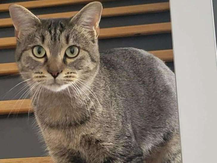 Prête pour l’adoption : chatte tigrée grise