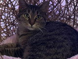 Prête pour l’adoption : chatte tigrée grise