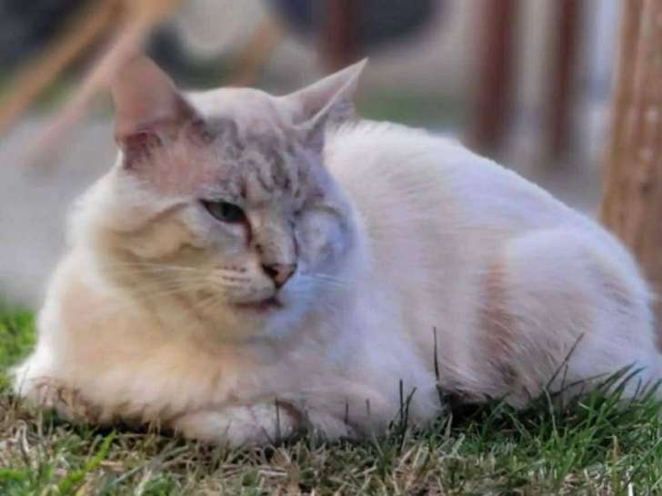 En attente d’un foyer : chat âgé de 5 ans
