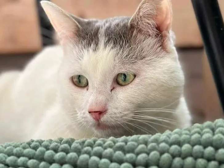 À accueillir : chat de 2 ans