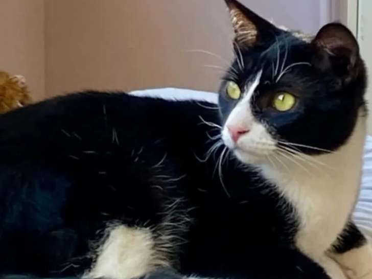 En quête d’une famille : chat au pelage noir et blanc