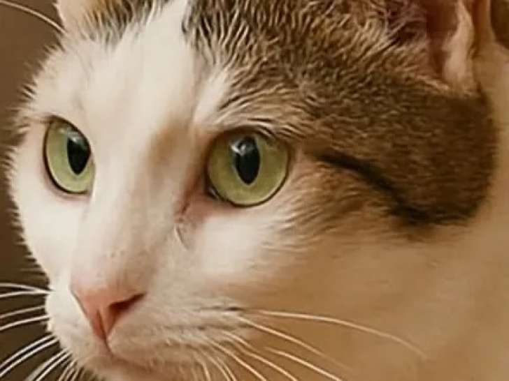 Adoption disponible : chatte de couleur tigrée