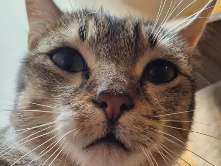 À la recherche d’une famille : chat tigré blanc