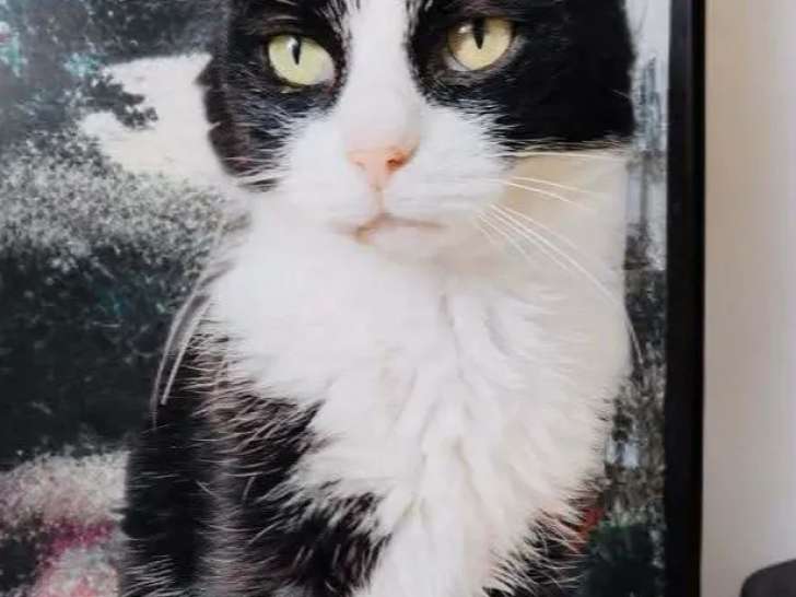 Chaton femelle noir et blanc à adopter