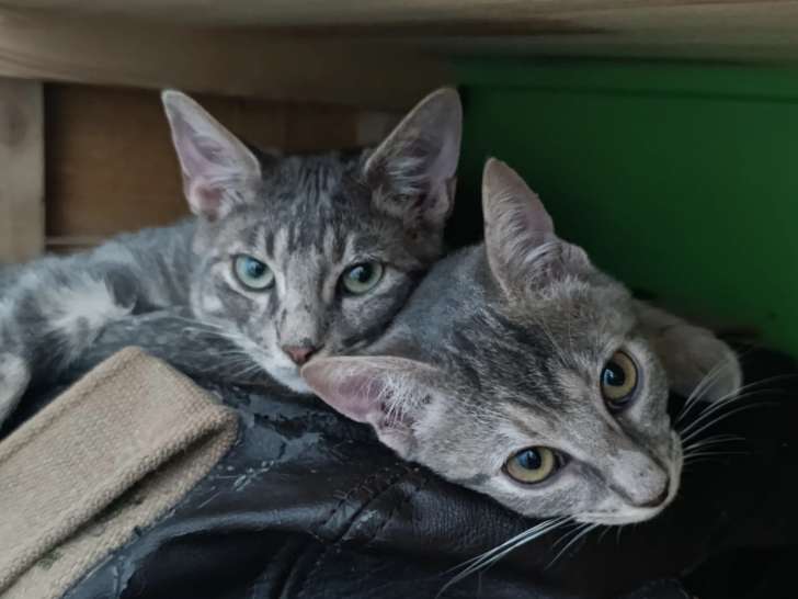 Disponible à l’adoption : chaton mâle de 5 mois