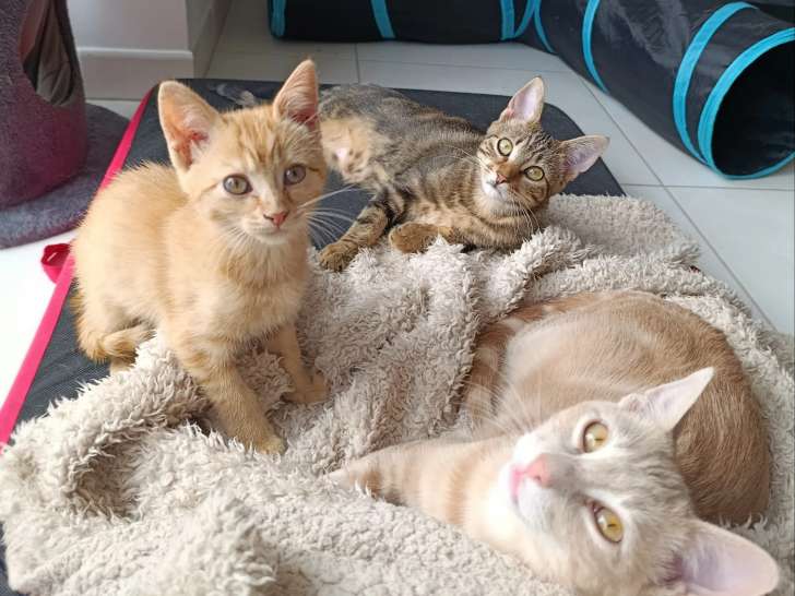 En attente d’adoption : chatonne de 5 mois