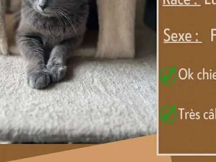 Prête pour l’adoption : chatte grise