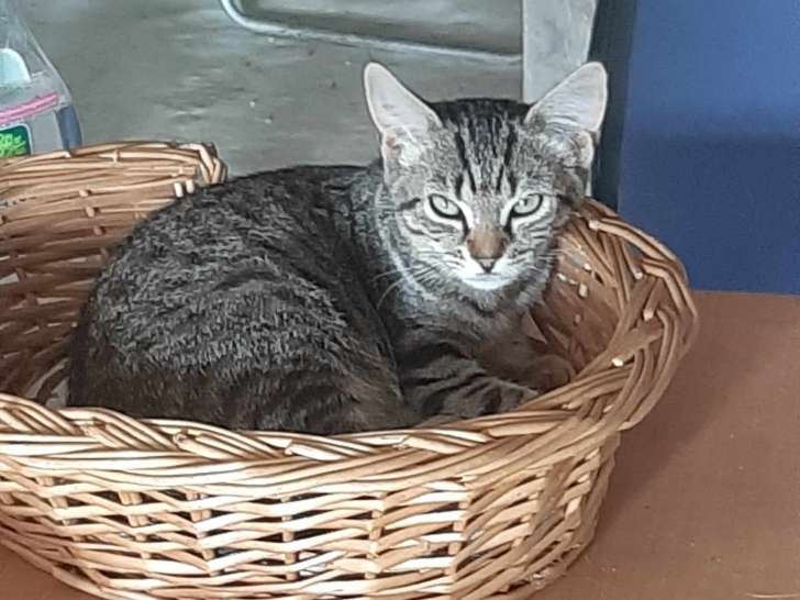 En quête d’un foyer : chatte de 2 ans
