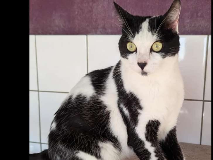 Chatte de 3 ans disponible à l’adoption