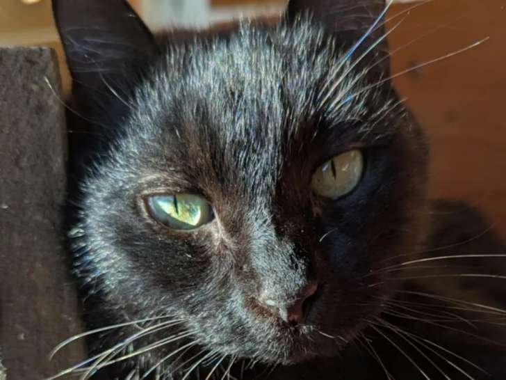 Chatte noire en attente d’adoption