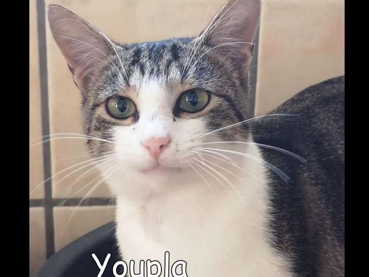 Chat tigré blanc prêt pour l’adoption