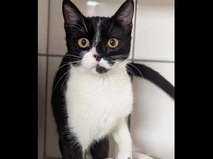Chatte d’un an à accueillir
