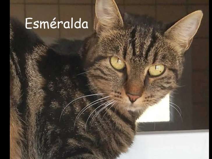 Chatte de 2 ans en quête d’une famille