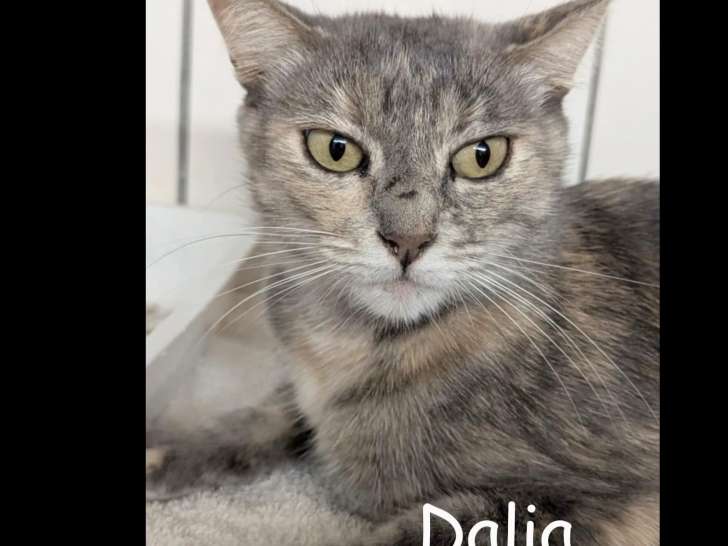 Adoption disponible : chatte tricolore