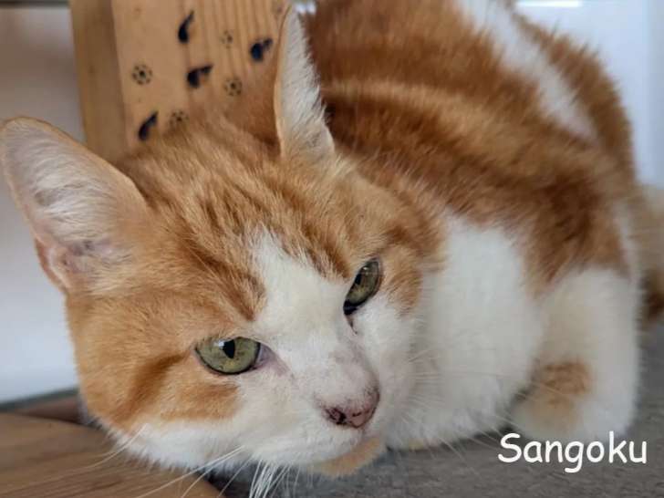 Chat roux et blanc à la recherche d’une famille