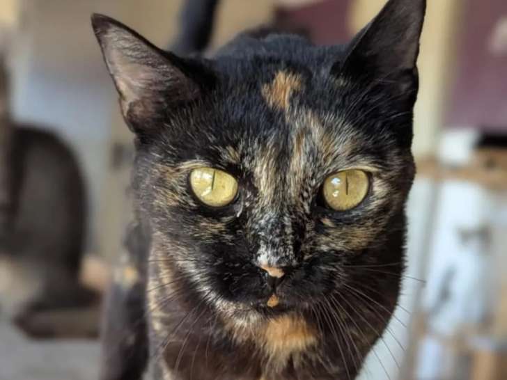 À adopter, chatte de 2 ans