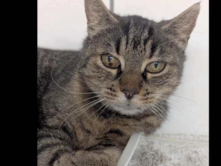 Prête pour l’adoption, chatte âgée de 7 ans