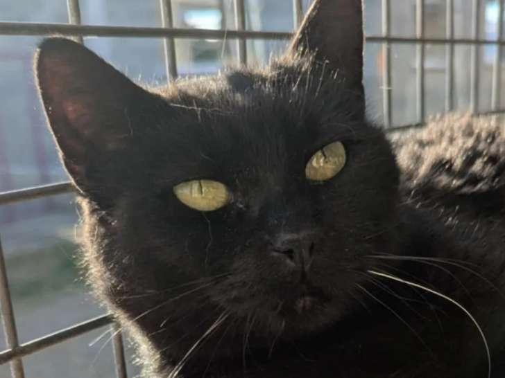 En attente d’adoption, chatte au pelage noir