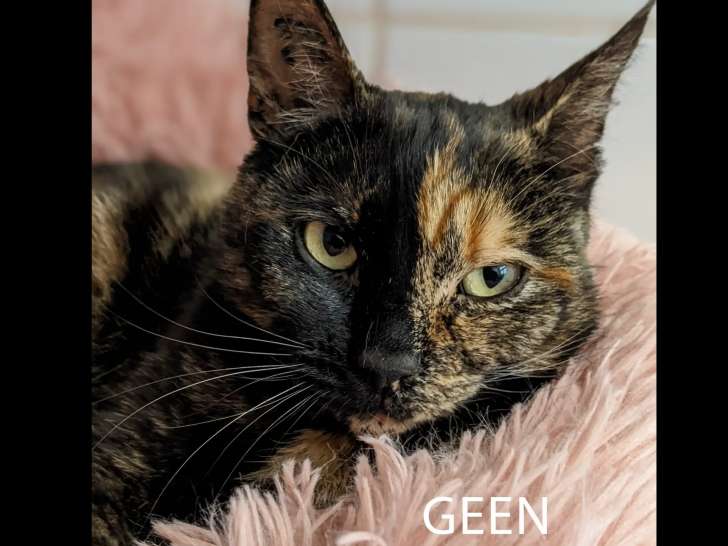 En attente d’une famille, chatte au pelage écaille de tortue