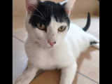 À accueillir, chat noir et blanc
