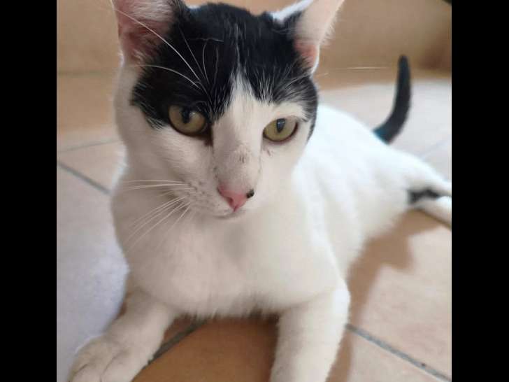 À accueillir, chat noir et blanc