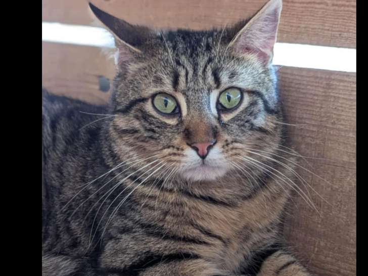 En quête d’une famille, chat au pelage tigré