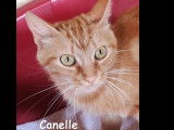 Adoption disponible : chatte rousse