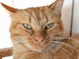 Adoption disponible : chatte rousse