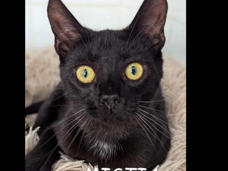 À la recherche d’un foyer, chatte d’un an
