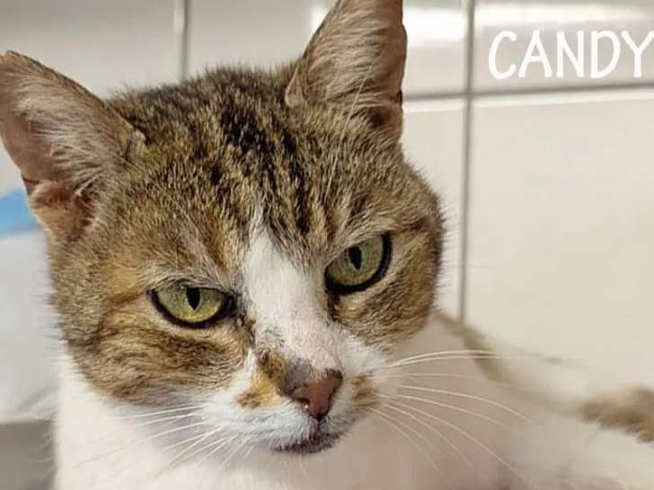 À adopter : chatte de 11 ans