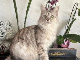 Adorable femelle Maine Coon LOOF à vendre