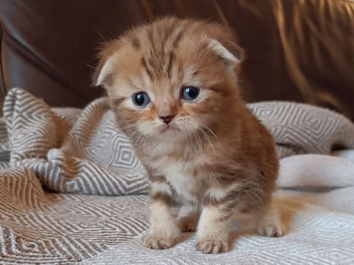 Chatons Scottish Fold et British Shorthair à vendre