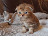 Chatons Scottish Fold et British Shorthair à vendre
