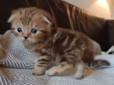 Chatons Scottish Fold et British Shorthair à vendre