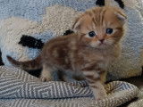 Chatons Scottish Fold et British Shorthair à vendre