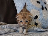 Chatons Scottish Fold et British Shorthair à vendre