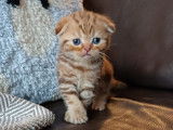 Chatons Scottish Fold et British Shorthair à vendre