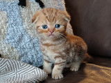 Chatons Scottish Fold et British Shorthair à vendre