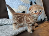 Chatons Scottish Fold et British Shorthair à vendre
