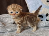 Chatons Scottish Fold et British Shorthair à vendre