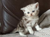 Chatons Scottish Fold et British Shorthair à vendre