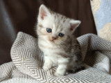 Chatons Scottish Fold et British Shorthair à vendre