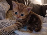 Chatons Scottish Fold et British Shorthair à vendre